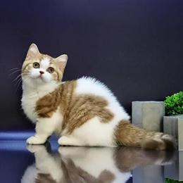 Female Munchkin Kitten Available in Toledo, oh