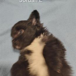 Male Full-Blooded Pomeranian Ready for a Loving Home in Springfield, oh