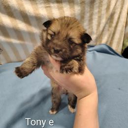 Pomeranian Puppy Ready for a Loving Home in Springfield, oh