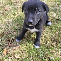 German Shepherd/Lab Mix Puppy for Adoption in Romulus, mi