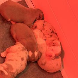 XL American Bullies for Adoption in Cincinnati, oh