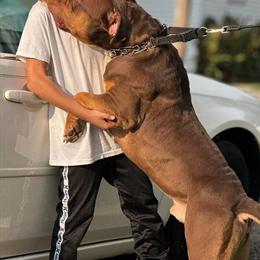 American Bully Puppies Available in Cincinnati, oh