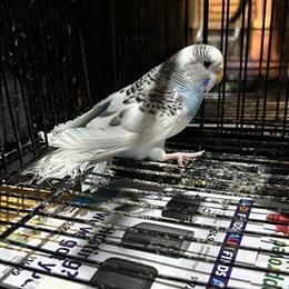 Female Budgie for Sale - $15 in Aurora, il