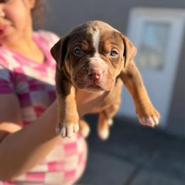 XL American Bully Puppies Available in Cincinnati, oh