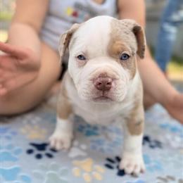 XL American Bully Puppy in Cincinnati, oh