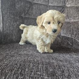 Cavapoo puppies ready for their forever families in Westland, mi