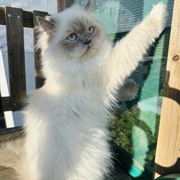 Himalayan Cat Looking for a New Home in Detroit, mi