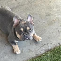 Male French Bulldog Available in Tampa, fl