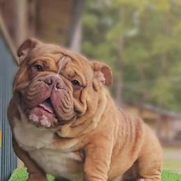 Bully for Adoption - 2 Year Old Male, Great with Kids and Pets in Ahoskie, nc