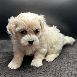 Maltipoo Puppies Available Now in Cedar Rapids, ia