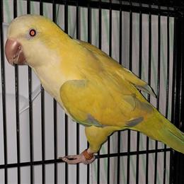 Quaker Parrots for Sale - Proven Breeder Pair in Harpers Ferry, wv