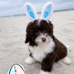 Mini Aussie Doodle Puppies Available in Myrtle Beach, sc