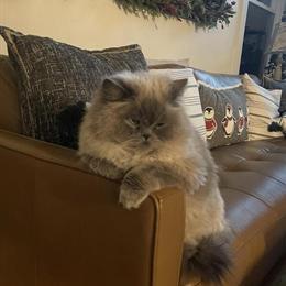 Himalayan and Persian Cats Available for Rehoming in Prince George, va
