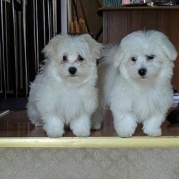Maltese Puppies - Beautiful Brothers Ready for New Homes in Doylestown, oh