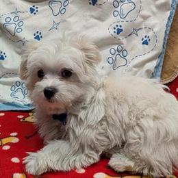 Maltese Male Pups Ready for New Homes in Doylestown, oh