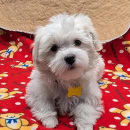 Maltese Puppies - 2 Male Purebreds Ready for New Homes in Doylestown, oh