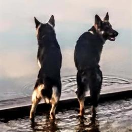 German Shepherd Stud Available for Siring Litters in Charlotte, mi