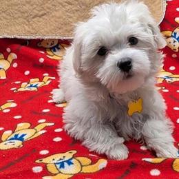 Maltese Puppies Ready for Forever Homes in Doylestown, oh