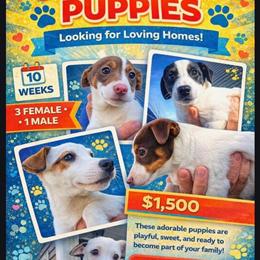 Jack Russell Puppies - 10 Weeks Old, 3 Females and 1 Male in Hamden, ct