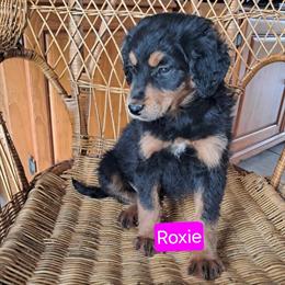 Aussiedoodle Puppies Ready for New Homes in Eubank, ky