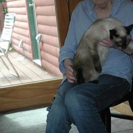 Siamese Cats Seeking Good Homes - One Male and One Female in Manchester, nh