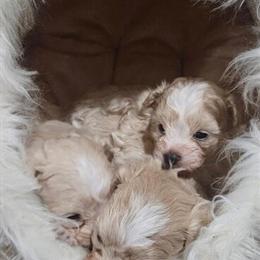 Maltipoo Puppies Ready for Christmas in Columbus, ga