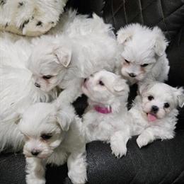 Maltese Puppies Available for New Homes in Columbus, ga
