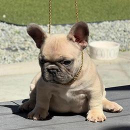 Male French Bulldog Available for Adoption in Sacramento, ca