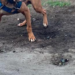 American Pit Bull Terrier Puppies - ADBA Registered in Detroit, mi