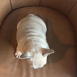 French Bulldog Female Available for Adoption in Sacramento, ca