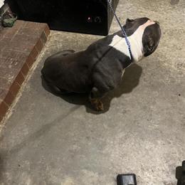 Pocket Bully - Great family pet available for adoption in Concord, nc