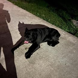 Cane Corso Stud or Pup Back Deal Available in Concord, nc