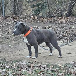 Female XL Bully for Adoption in Atlanta, ga