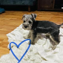 Schnauzer Puppies Available in Port Richey, fl