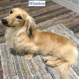 AKC English Cream Miniature Dachshund for Stud in Toledo, oh