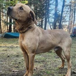 Labrador Retriever Mix - Loving and Calm Dog Available in Crystal, mi