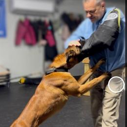 Belgian Malinois - Large Male with Bite Work Training in Knoxville, tn