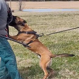 Belgian Malinois Stud Service Available in Knoxville, tn