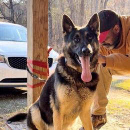 AKC German Shepherd Available for Stud in Knoxville, tn