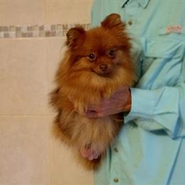 AKC Chocolate Sable Pomeranian Female Available in West Palm Beach, fl