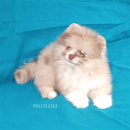 Exclusive Lavender Merle Pomeranian Puppy - 5 Months Old in West Palm Beach, fl