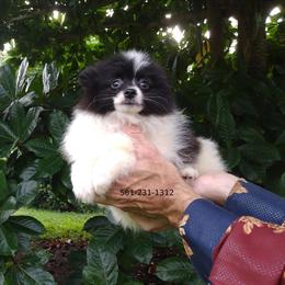 Pomeranian Puppy Female with White and Black Coat for Sale in West Palm Beach, fl