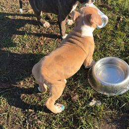 Pitbull Puppies Ready for Forever Homes in Portland, or