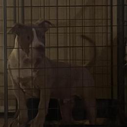 Male American Bully Puppy for Sale in Killeen, TX in Dallas, tx