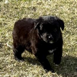 Border Collie Mix Puppies Looking for Loving Homes in Fair Haven, mi