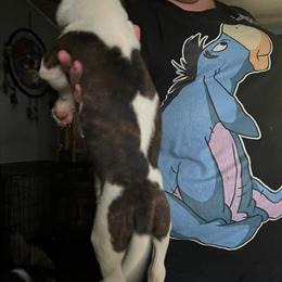 Boston Terrier Mix Puppies Ready for Forever Homes in West Mansfield, oh