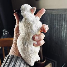 Puppies: 2 boys and 1 girl ready for new homes in Columbia, mo