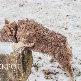 French Bulldog Stud - Jackpot with Rare Isabella Tan Coat in Richmond, va