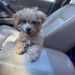 Male Poodle Puppy for Adoption in Augusta, ga