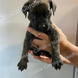 English Mastiff Puppies Available - Ready to Go Home August 14th in Greenville, nc